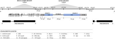 TcSERPIN, an inhibitor that interacts with cocoa defense proteins and has biotechnological potential against human pathogens